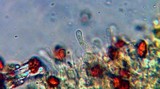 Gymnopilus speciosissimus image