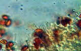 Gymnopilus speciosissimus image