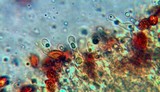 Gymnopilus speciosissimus image