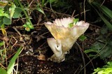 Cymatoderma caperatum image