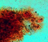 Gymnopilus speciosissimus image