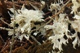 Hydnopolyporus fimbriatus image