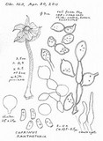 Coprinellus xanthothrix image