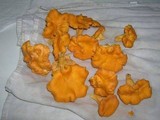 Cantharellus lateritius image
