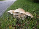 Macrocybe titans image
