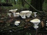 Pleurotus dryinus image