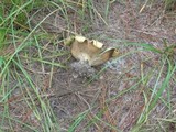 Scleroderma polyrhizum image