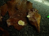 Crepidotus epibryus image