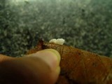 Crepidotus epibryus image