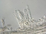 Lacrymaria echiniceps image