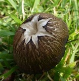 Hygrocybe nitrata image