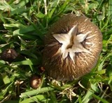 Hygrocybe nitrata image