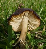 Hygrocybe nitrata image