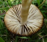 Hygrocybe nitrata image