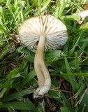 Hygrocybe nitrata image