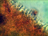 Gymnopilus imperialis image