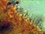 Gymnopilus imperialis image
