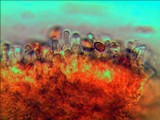 Gymnopilus imperialis image