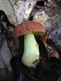 Boletus hortonii image