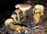 Gymnopilus imperialis image