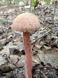 Boletellus russellii image