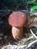 Boletus subcaerulescens image