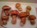 Boletus subcaerulescens image