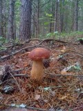 Boletus subcaerulescens image