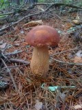 Boletus subcaerulescens image