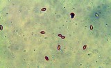 Gymnopilus imperialis image