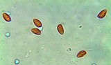 Gymnopilus imperialis image