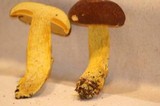 Boletus auripes image