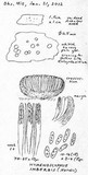 Hymenoscyphus imberbis image