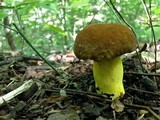 Boletus auripes image