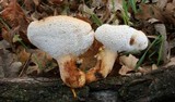 Polyporus tuberaster image
