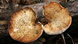 Polyporus tuberaster image