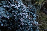 Icmadophila ericetorum image