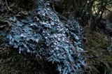 Icmadophila ericetorum image