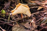 Marasmius cladophyllus image