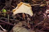 Marasmius cladophyllus image