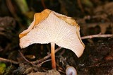 Marasmius cladophyllus image