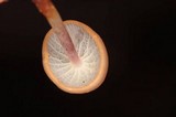 Marasmius cladophyllus image