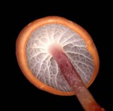 Marasmius cladophyllus image