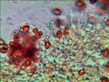 Gymnopilus speciosissimus image