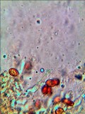 Gymnopilus speciosissimus image