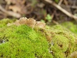 Arrhenia retiruga image
