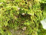 Arrhenia retiruga image
