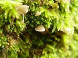 Arrhenia retiruga image