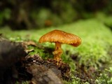 Descolea maculata image