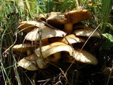 Pholiota squarrosoides image